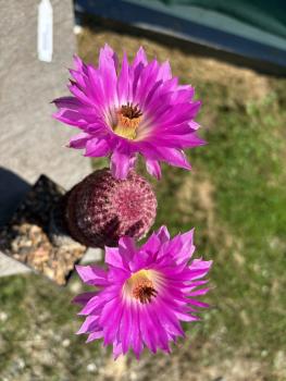 Preview: Echinocereus rigidissimus rubispinus